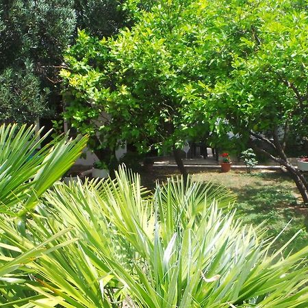Pension Vice Gradac  Εξωτερικό φωτογραφία